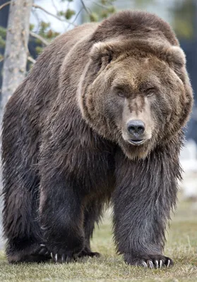 Медведь в своем величии: потрясающие снимки колоссального размера