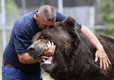 Медведь-великан: фотографии, доказывающие его непревзойденную мощь