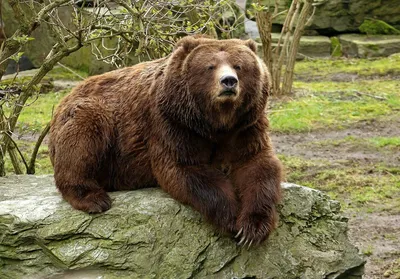 В изумлении от размеров: фото величественного медведя, впечатляющего своей широтой
