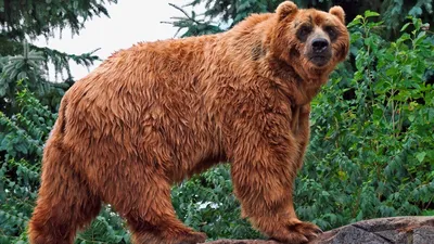 Большой и неповторимый: фотографии потрясающего размера медведя