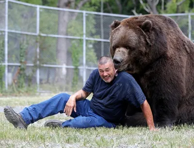 Величественное создание: фотографии самого большого медведя, оставляющие в восторге