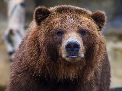 Медведь-голиаф: удивительные фотографии знаменитости животного мира