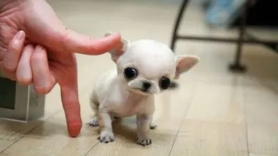 Самый маленький собака в мире фото фотографии