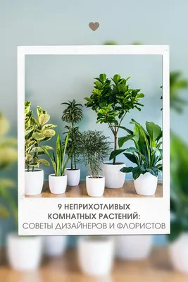 С каких комнатных растений следует начать новичку?