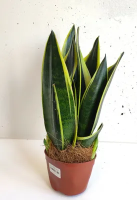 Сансевиерия Канари (Sansevieria hybrid Futura Canary)