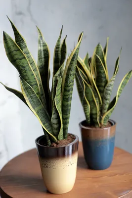 Сансевиерия / Sansevieria - Кошык Кветак