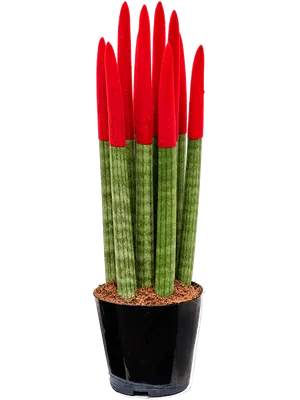 Коллекции растений ЦСБС СО РАН - Sansevieria trifasciata Hort. ex Prain –  Сансевиерия трехполосная (по новым данным Dracaena trifasciata (Prain)  Mabb.)