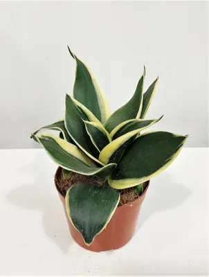 Сансевиерия Голден Ханни Блэк (Sansevieria Trifasciata Golden Hahnii Black)