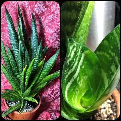 Sansevieria hahnii Silver frost variegated - exoticplantshop.org