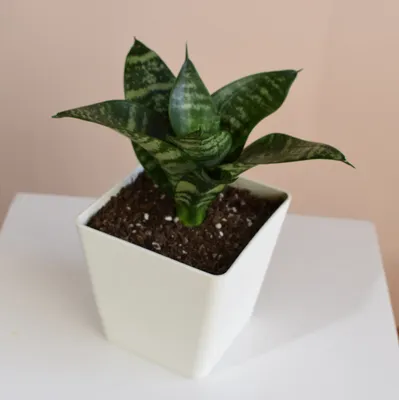 Sansevieria hahnii сristata • Strawberry Mu %