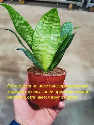 Sansevieria trifasciata Hahnii Сансевиерия трифатсиата ханни в интернет  магазине цветочный стиль харьков