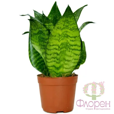 Sansevieria Honey Boney - купить женский язык - STEKJESBREF.NL