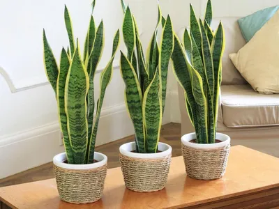 Сансевиерия: сорта (с фото) | floravdome.ru | Plant decor indoor, Plants,  House plants decor