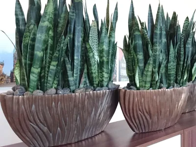 Сансевиерия Зейланика (Sansevieria Zeylanica) - купить в Минске с  доставкой, цена и фото в интернет-магазине Cvetok.by