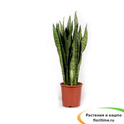 Купить оптом Сансевиерия Зейланика ( Sansevieria Zeylanica ) W 12 см H 55 см