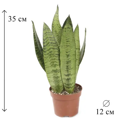 САНСЕВИЕРИЯ ЛАУРЕНТИ, Н-75см - Растения77.рф