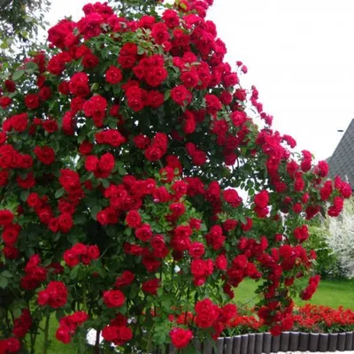 Роза плетистая Сантана (Santana) купить выгодно ✵ Сады-Эдема.рф – интернет  магазин растений для сада