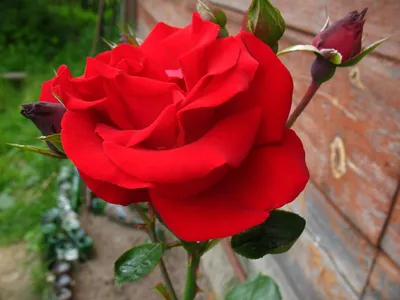 Роза Santana (Сантана) плетистая роза красного цвета отличается тем, что  склонна цвести кистями (от 5 до 12 штук) купить по лучшей цене с д… | Розы,  Цветы, Растения