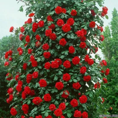 Саженцы плетистой розы Сантана (Rose Santana) (ID#1547097613), цена: 120 ₴,  купить на Prom.ua
