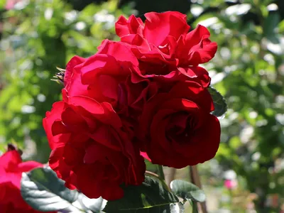 Купить Роза плетистая Сантана / Rose Santana с доставкой в Подмосковье в  Сергиевом Посаде в питомнике АгроПАРК