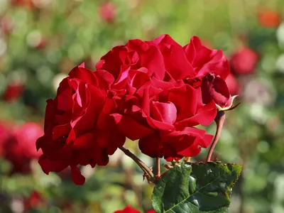 Роза плетистая Сантана | Продажа саженцев цены питомника Крымский Дачник