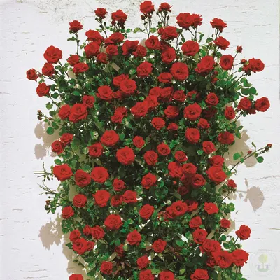Роза плетистая Сантана (Santana) — Рассада цветов и овощей.