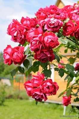 Роза чайно-гибридная Сантана h37 см в Ижевске – купить по низкой цене в  интернет-магазине Леруа Мерлен
