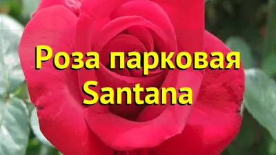 Роза плетистая Сантана (Santana) купить саженцы почтой из питомника  «АГРОФОНД»