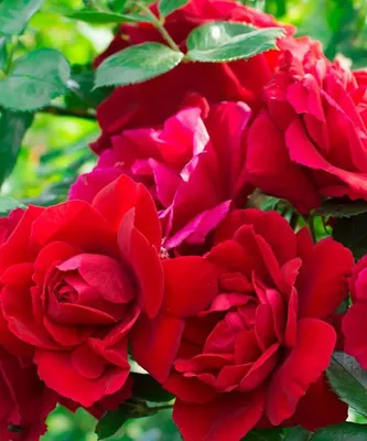 Сантана (Santana) чайно-гибридная роза купить розы недорого питомник роз
