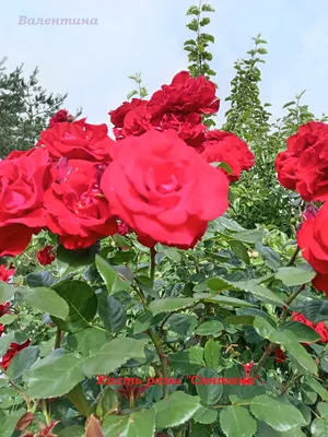 Купите Роза Сантана 🌹 из питомника Долина роз с доставкой!