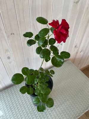Роза плетистая Сантана купить по цене цена по запросу от питомника саженцев  и растений Центросад | Фото и консультация по уходу