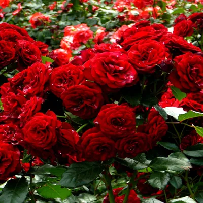 Пачка роза сантана с доставкой недорого, купить в СПб дешево 24 часа