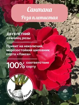 Роза Сантана (Однолетний, ЗКС) - купить Розы плетистые в Киеве и Украине,  выгодная цена Роза Сантана в интернет-магазине Agrostore ТМ (Агростор)