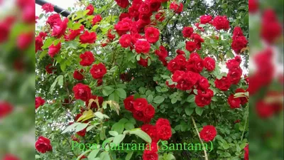 Роза Сантана 50 см купить в Барнауле - Просто цветы