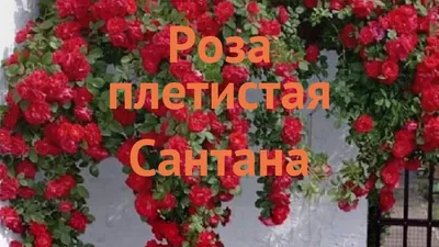 Роза Santana (Сантана) – купить саженцы роз в питомнике в Москве