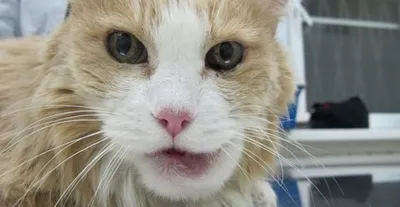 Саркома нижней челюсти у кошек фото фотографии