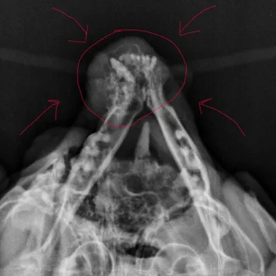 История нашего пациента: опухоль челюсти у кота Лотоса