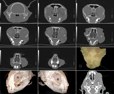 Две кошки с опухолями (нос и верхняя челюсть) | Портал радиологов