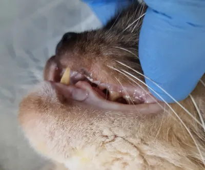 Актиномикоз нижней челюсти у кота.