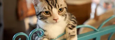 Саркома челюсти у кошки: причины, симптомы, лечение рака | Hill's