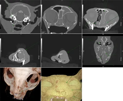 Две кошки с опухолями (нос и верхняя челюсть) | Портал радиологов