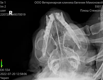 История про кота из Ялуторовска, который умер после удаления клыков: надо  ли удалять зубы животным - 18 октября 2022 - 72.ру