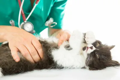 Опухоль молочной железы у кошки: лечение, симптомы, стадии