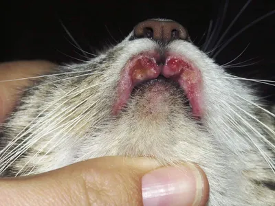 Опухоли верхней и нижней челюсти у собак и кошек