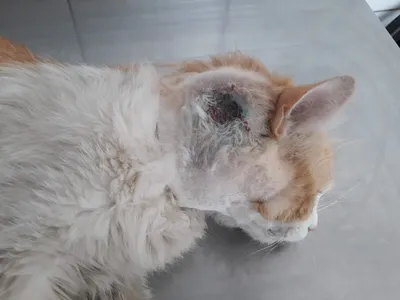 Уход за кошкой после операции: практические советыЦентр реабилитации  временно бездомных животных «Юна»