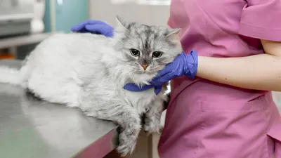 Онкологические заболевания у кошек: причины, симптомы, лечение