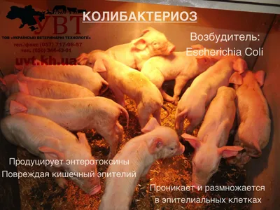 Діагностика колібактеріозу свиней | UVT - постачання ветеринарної продукції.