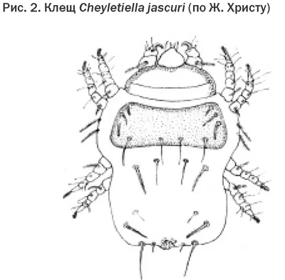 Чем лечить ЧЕСОТКУ у СВИНЕЙ и поросят: как выглядит саркоптоз, симптомы и  лечение народными средствами (фото и видео первых признаков)