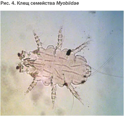 Болезни свиней - Саркоптоз свиней