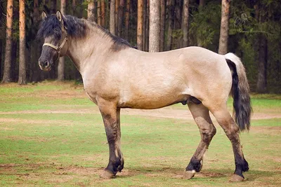 Саврасая лошадь фото фотографии
